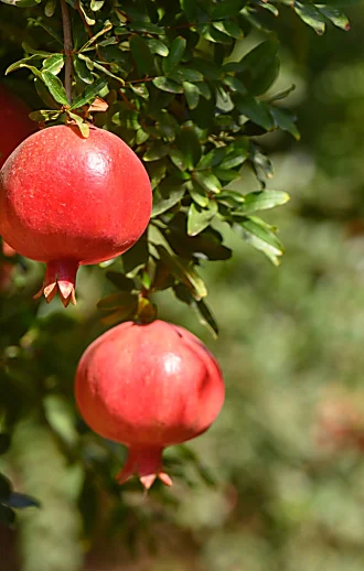 התחזית לחג: נאה וחם, ירידה בטמפ' החל מאמצע השבוע
