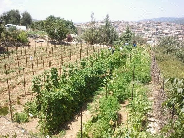 שדה לגידול קנאביס