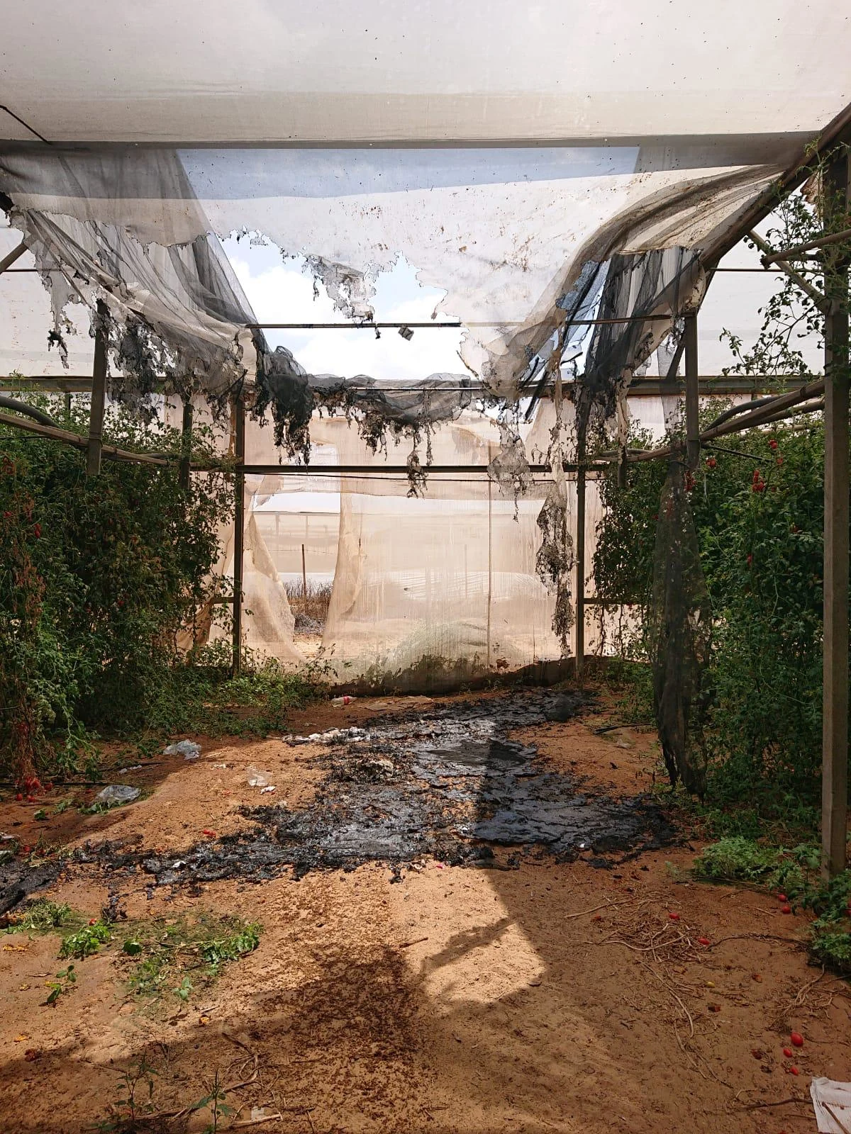 שריפה בחממת עגבניות