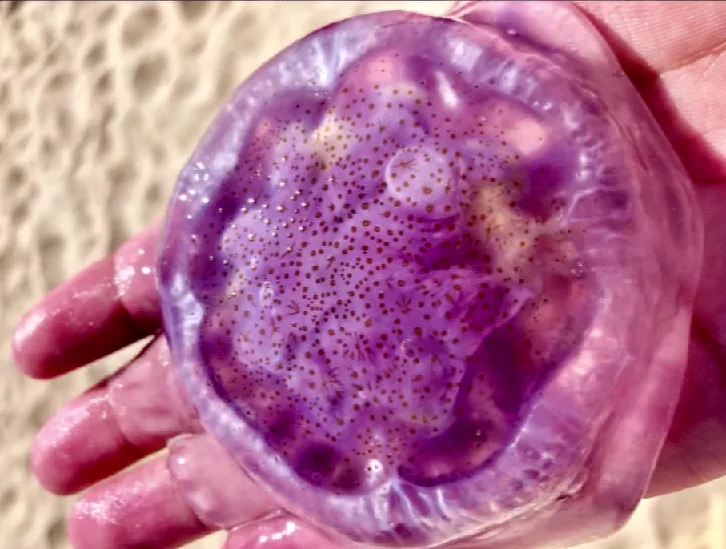 מדוזות לחופי ישראל