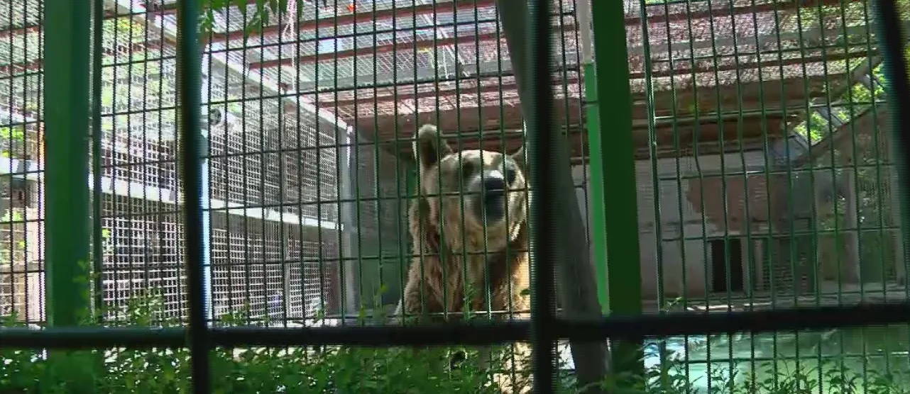 דב בגן החיות הראשון בקלקליה