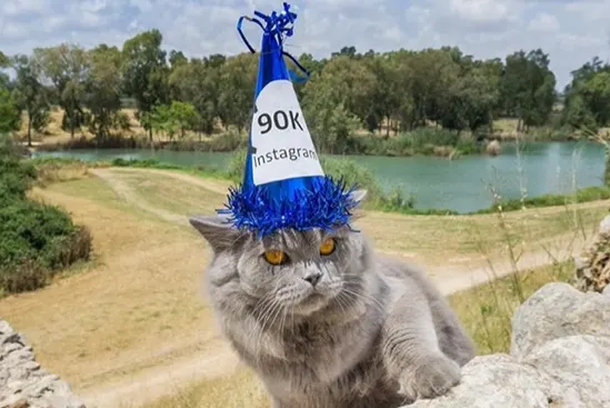 ''סרג''' החתול