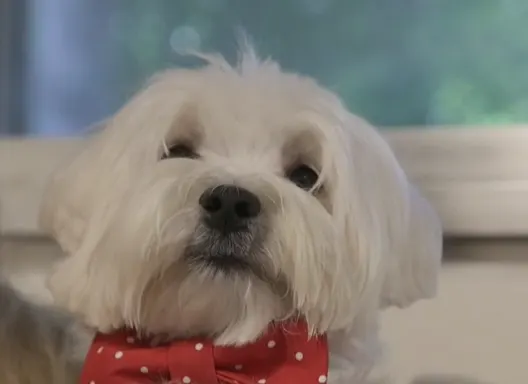 ''פרנקי סופרסטאר'' הכלב