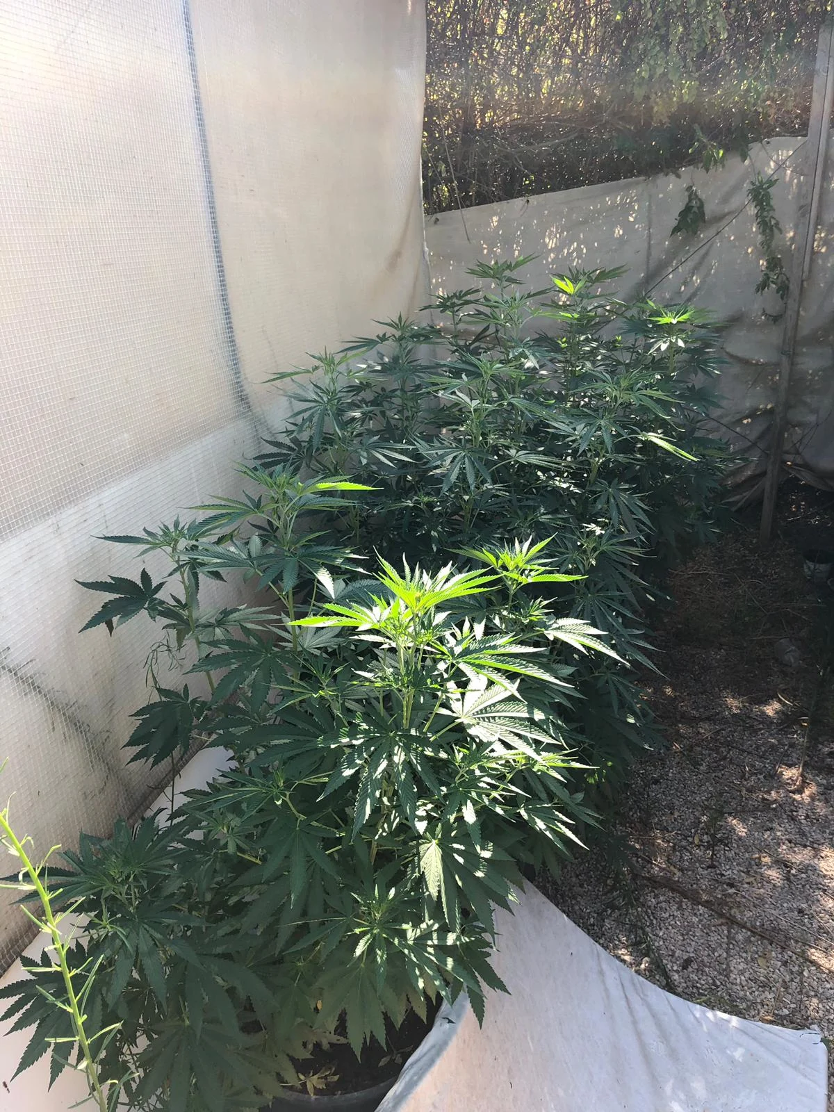 שתילי הקנאביס בפעוטון