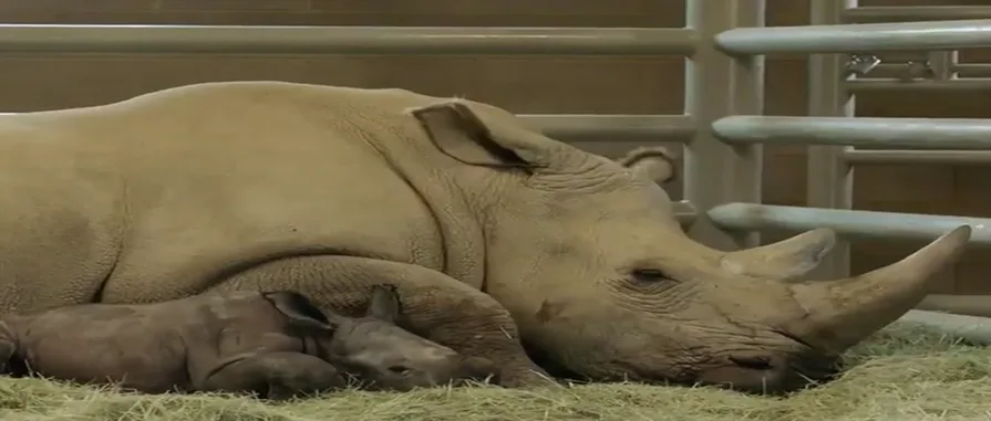 אמא וגור קרנף רחב שפה