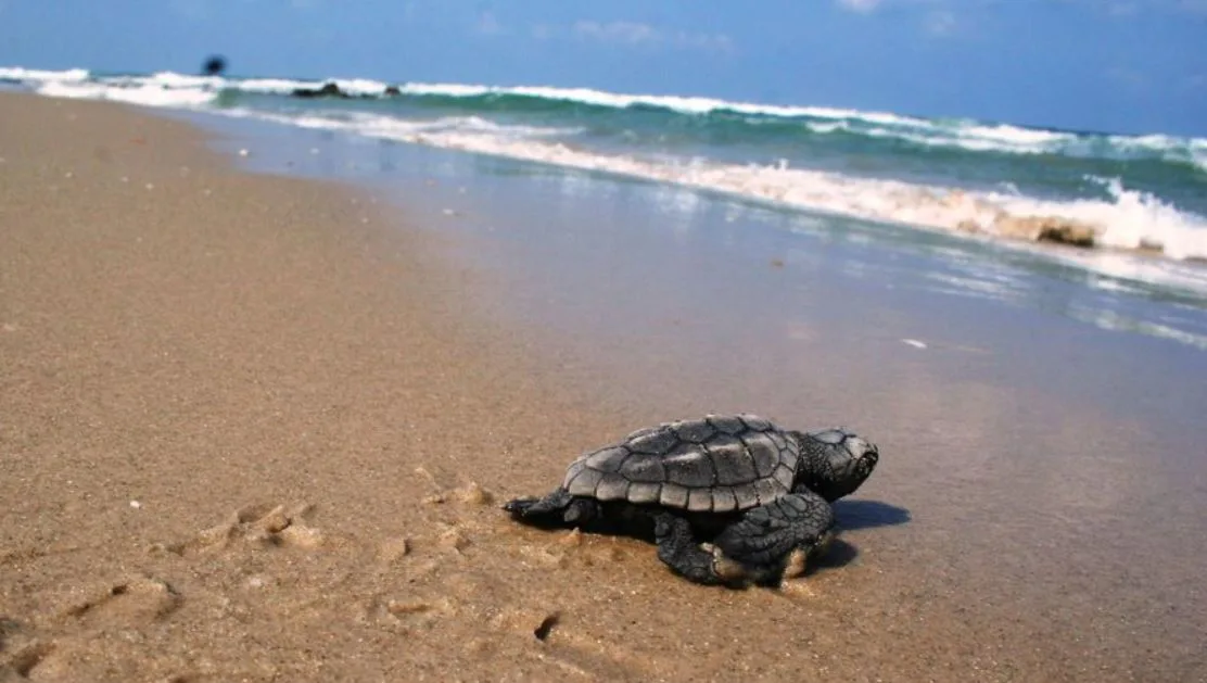 המרכז הארצי להצלת צבי ים