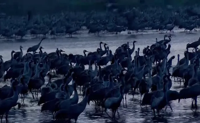 עופות בעמק החולה