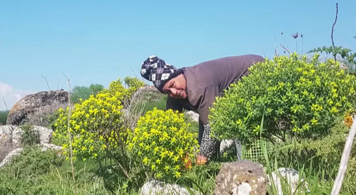 קטיף עכוב
