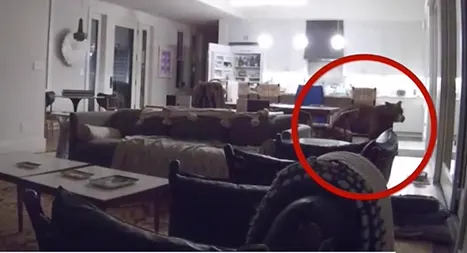 הדב שפלש לבית בקליפורניה