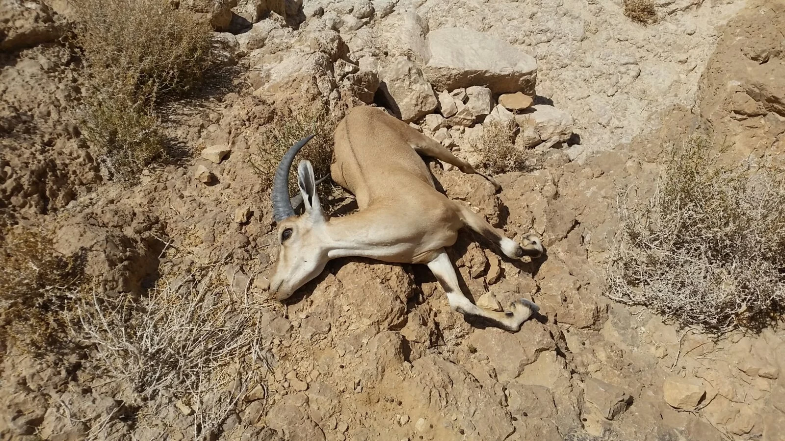 פגר יעל שמת כתוצאה מהזיהום בנחל אשלים