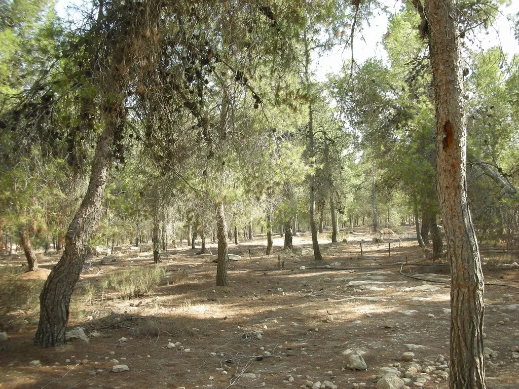יער יתיר בנגב