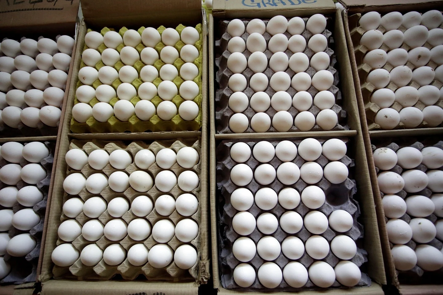 ביצים (אילוסטרציה)