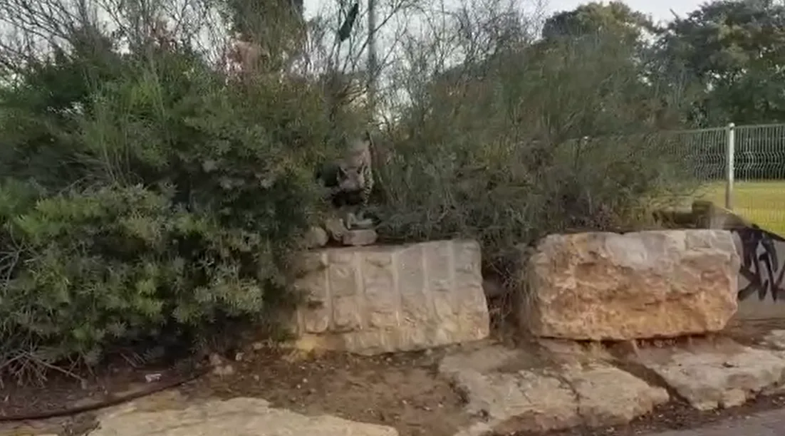 שני צבועים שתועדו בבית ספר בב''ש
