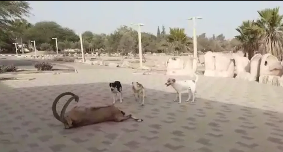 כלבי בר תוקפים יעל בשדה בוקר