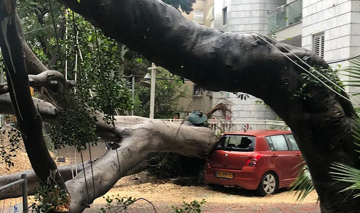 קריסת עץ ברחוב בורוכוב בגבעתיים