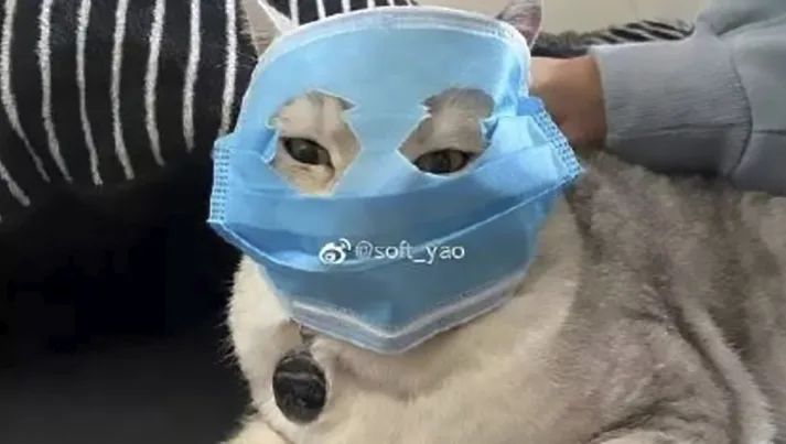 חתול בסין עוטה מסיכה בשל נגיף הקורונה