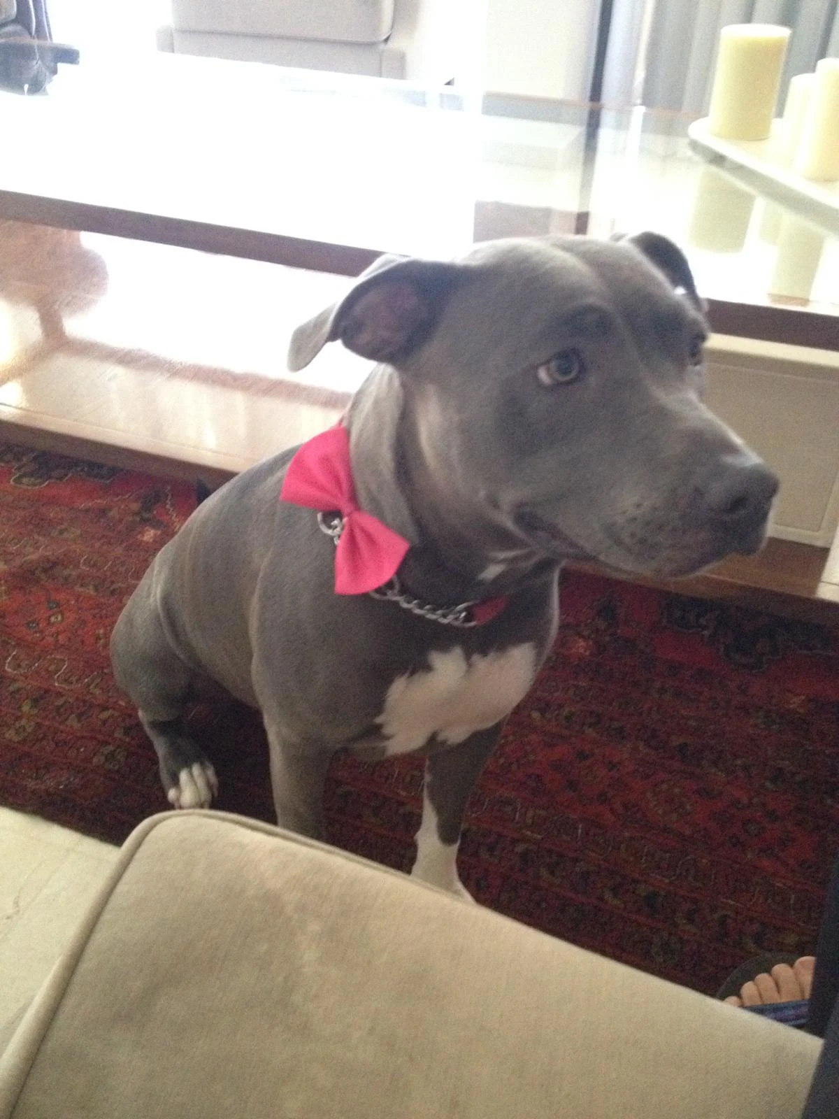 הכלבה ניקיטה