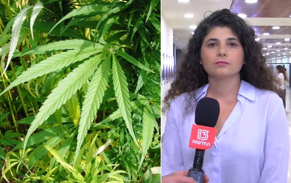 ח''כ השכל, קנאביס