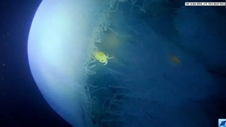 חוטית נודדת