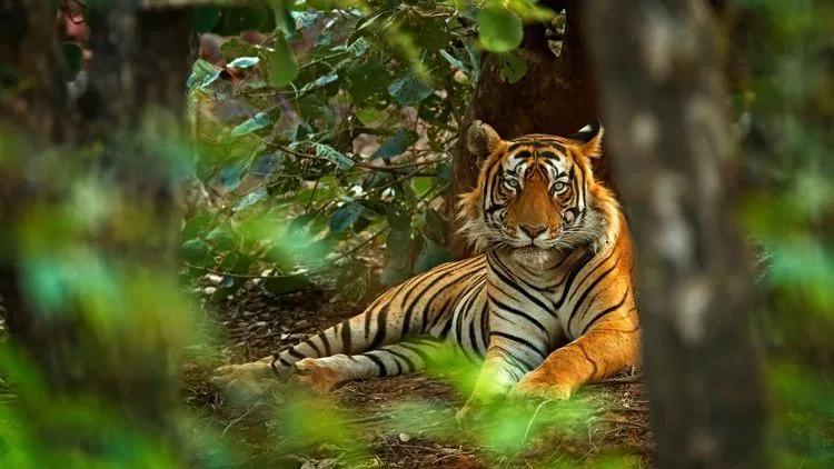 פארק הטיגרסים ברג'אסטן - Ranthambore National Park