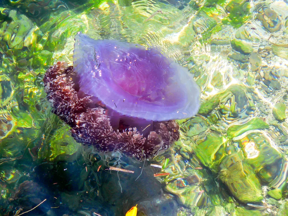 המירוץ למיליון פיליפינים