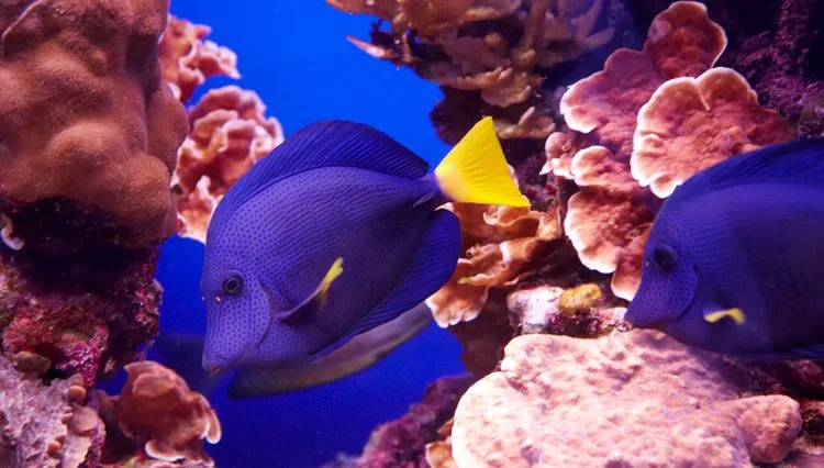 השונית באילת