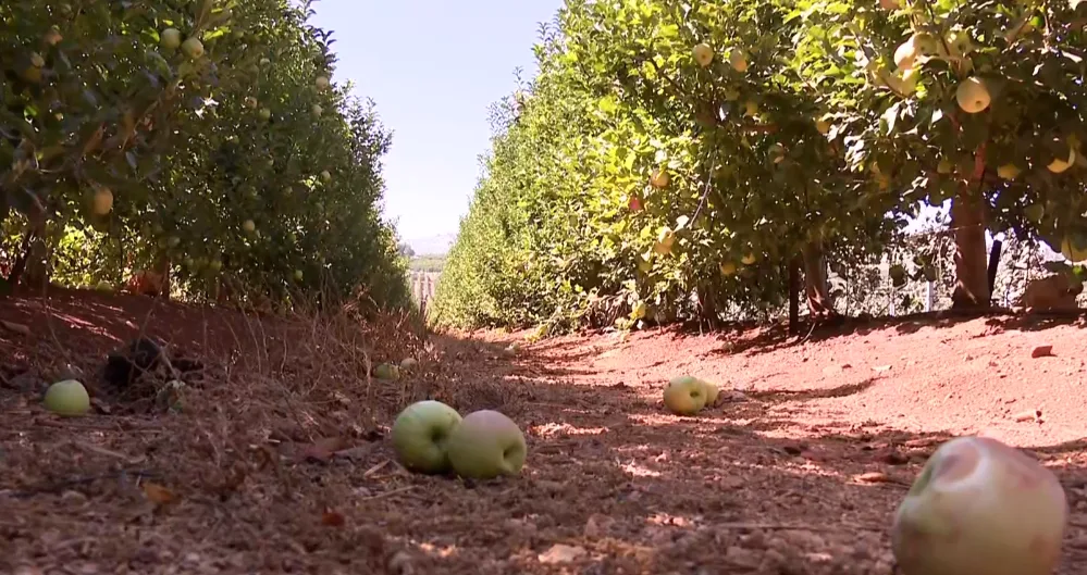 בדיקה מיוחדת: אילו חומרי הדברה יש בירקות המיובאים?