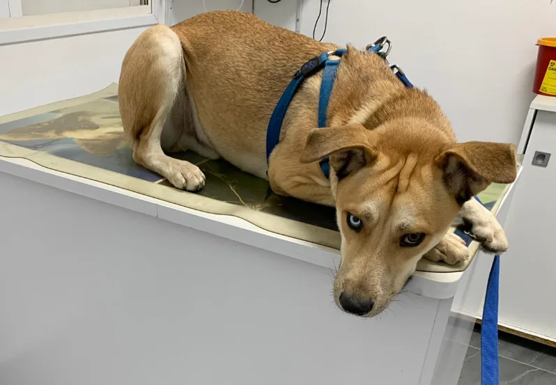 הכלב שעבר התעללות בבת ים