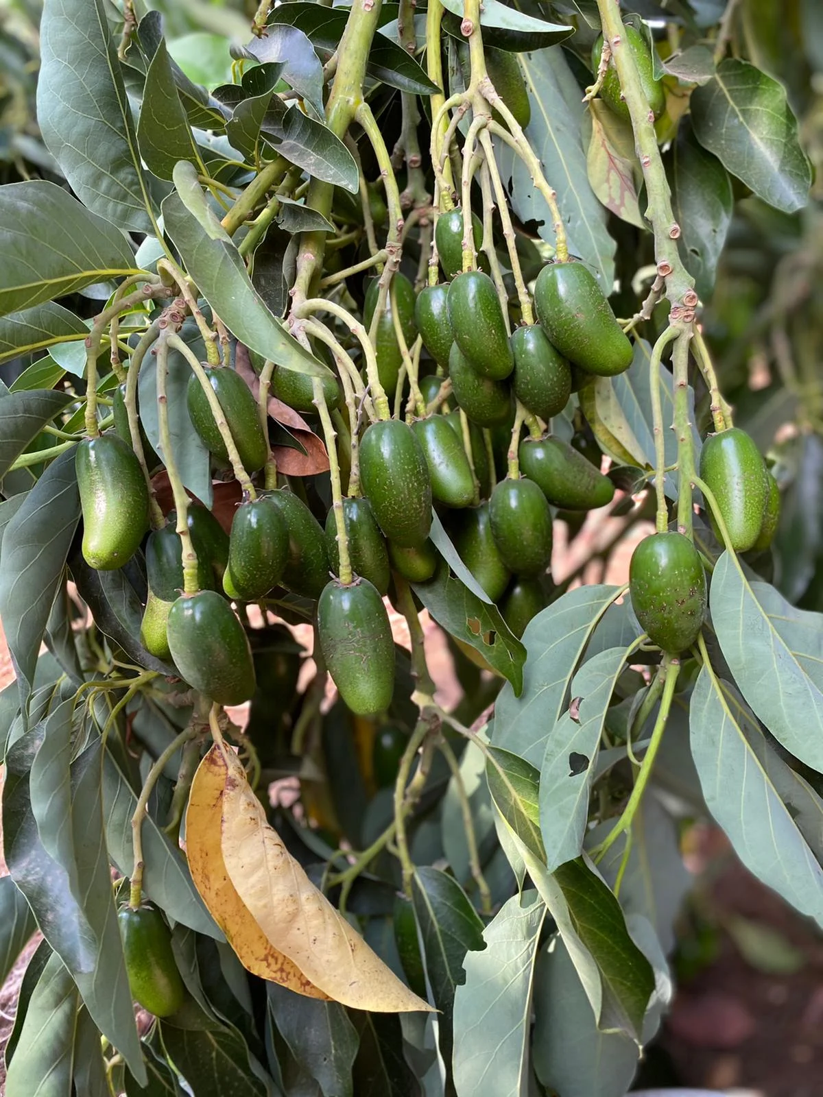 Whatsapp Image 2020 11 03 At 1