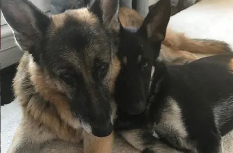 מייג'ור וצ'אמפ, הכלבים של ג'ו ביידן