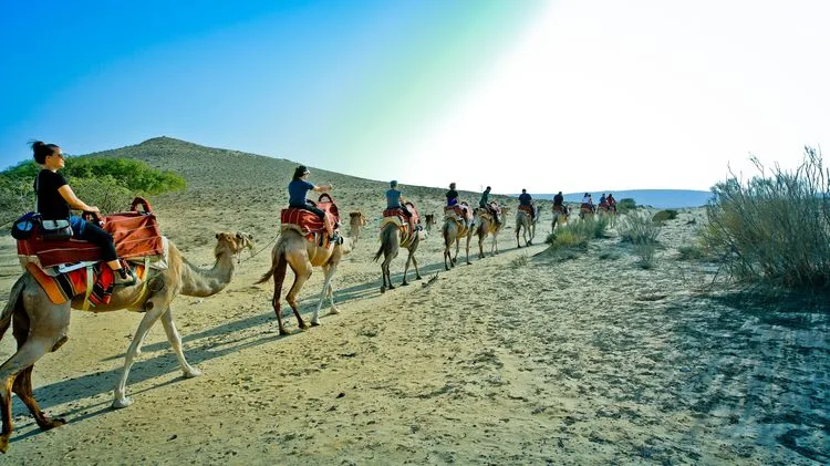 חוות הגמלים בנגב