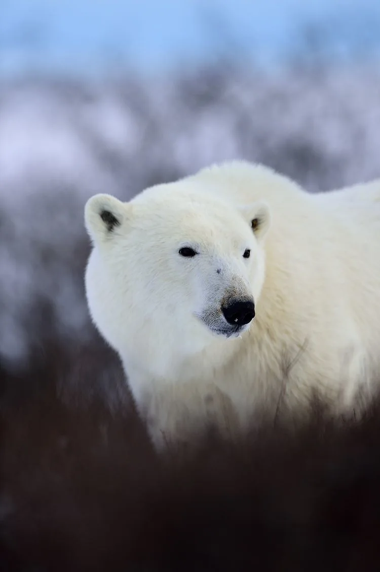 דוב קוטב, מפרץ הדסון