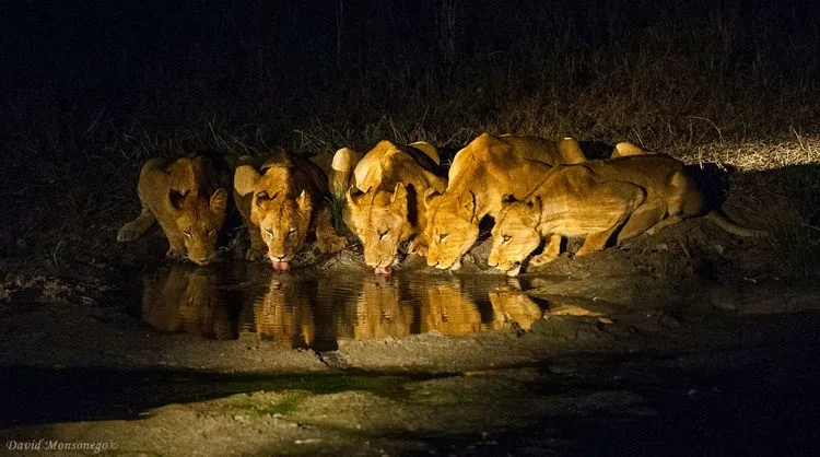 לביאות, דרום אפריקה