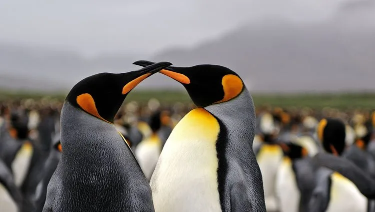 פינגווינים