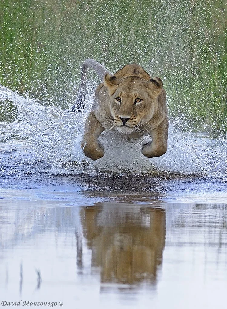 לביאה, בוצואנה