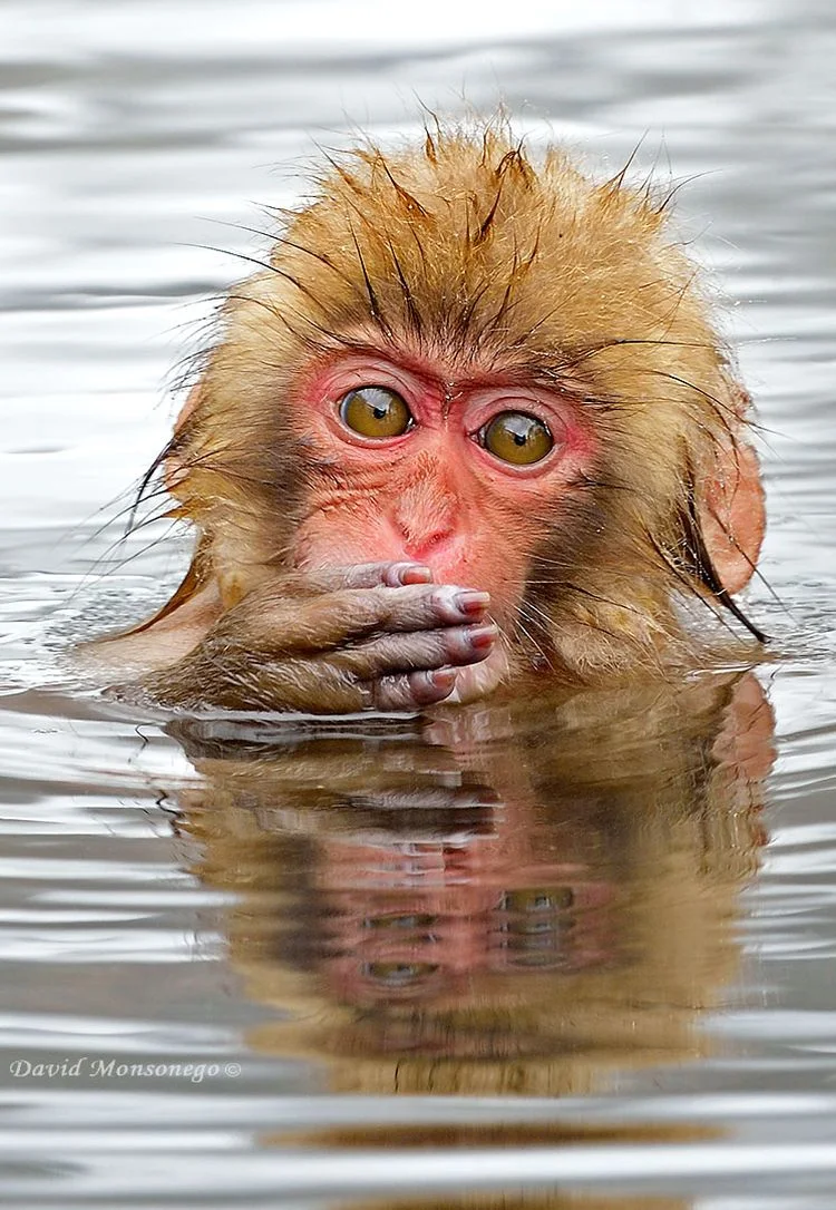 קוף מקוק יפני