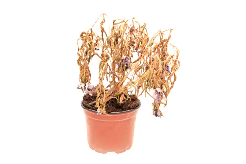 המירוץ צמחים