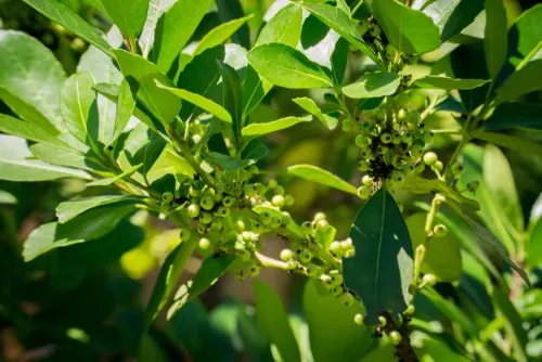 Shutterstock 1619773078