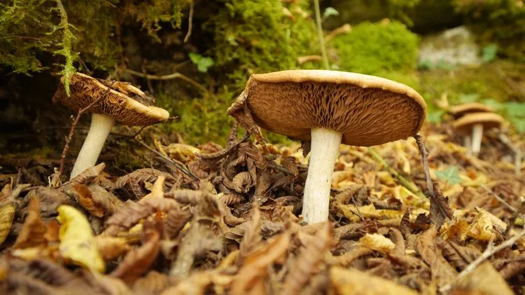 סיור פטריות בגליל המערבי