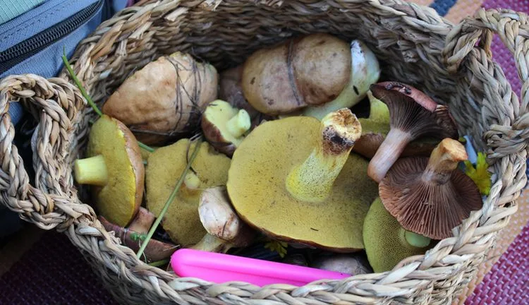 סיור פטריות בגליל