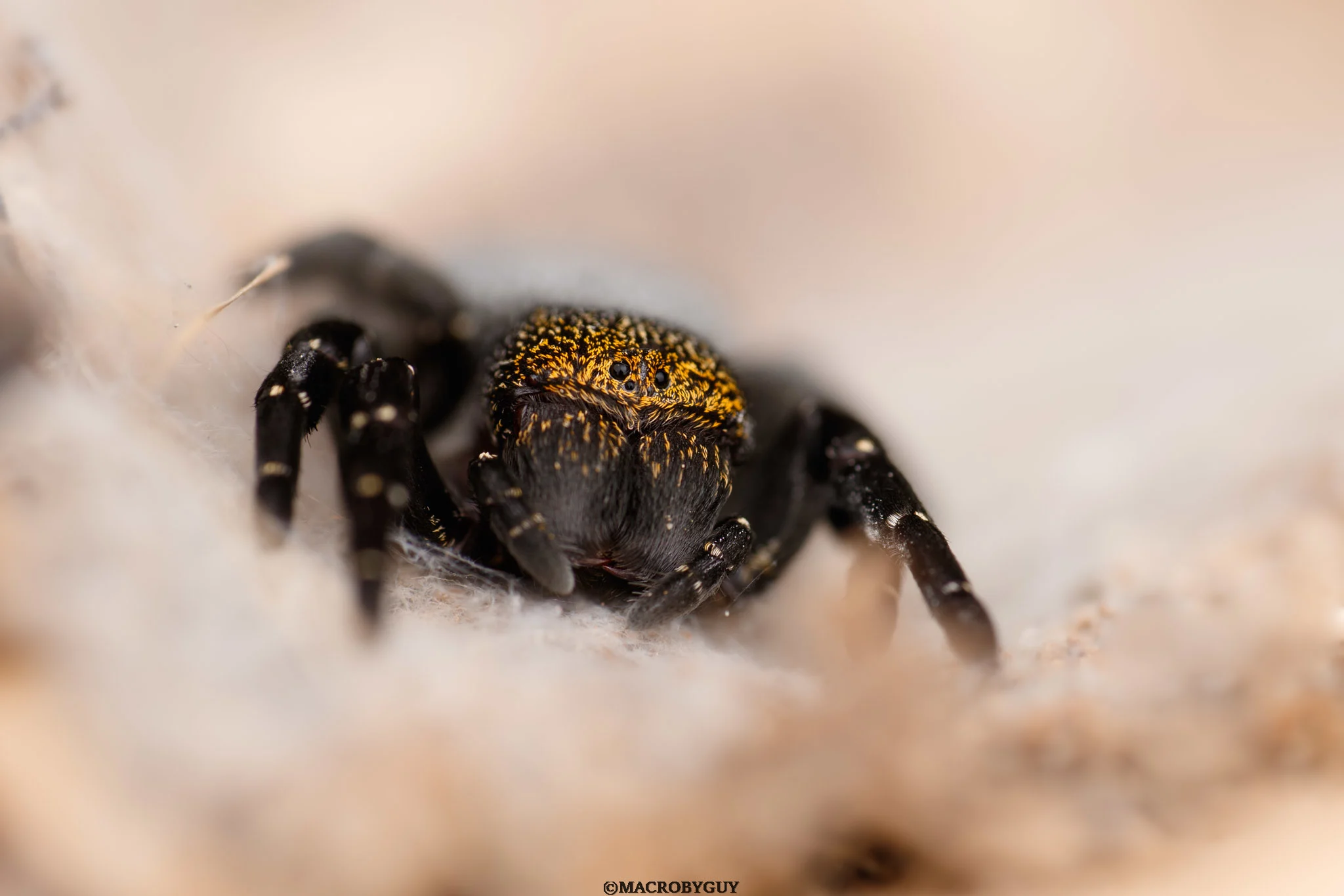 עכשיו סרבולן