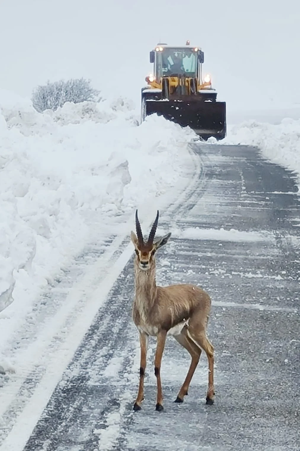 שלג ברמת הגולן