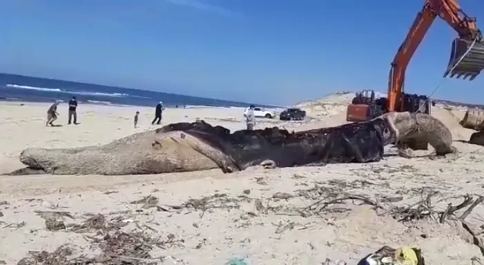 פינוי גופת לוויתן מחוף ניצנים