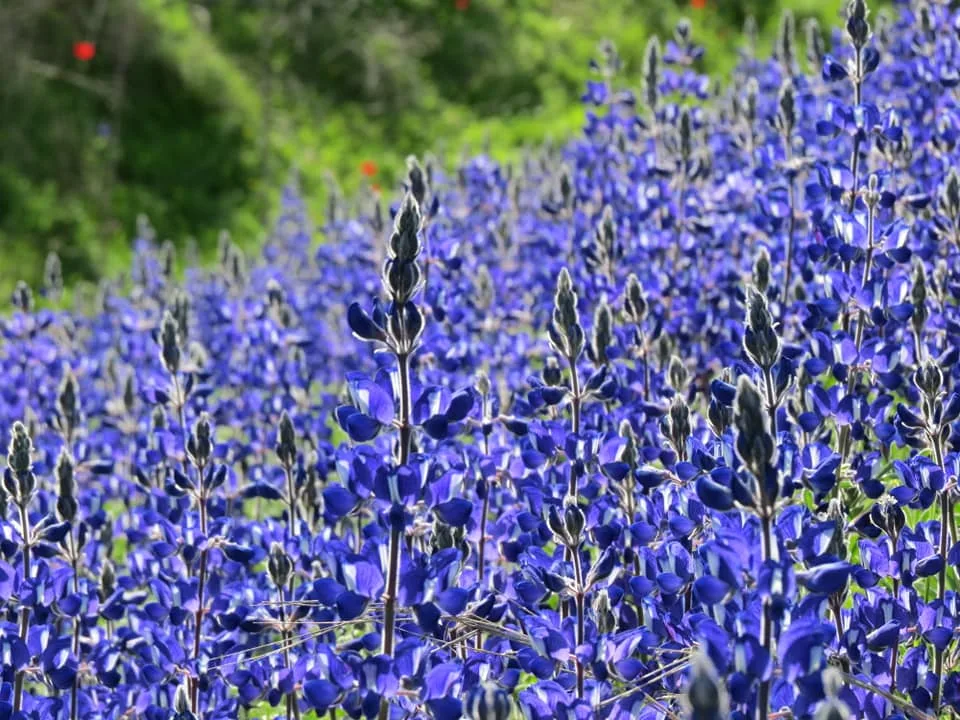 תורמוסים בנעורה
