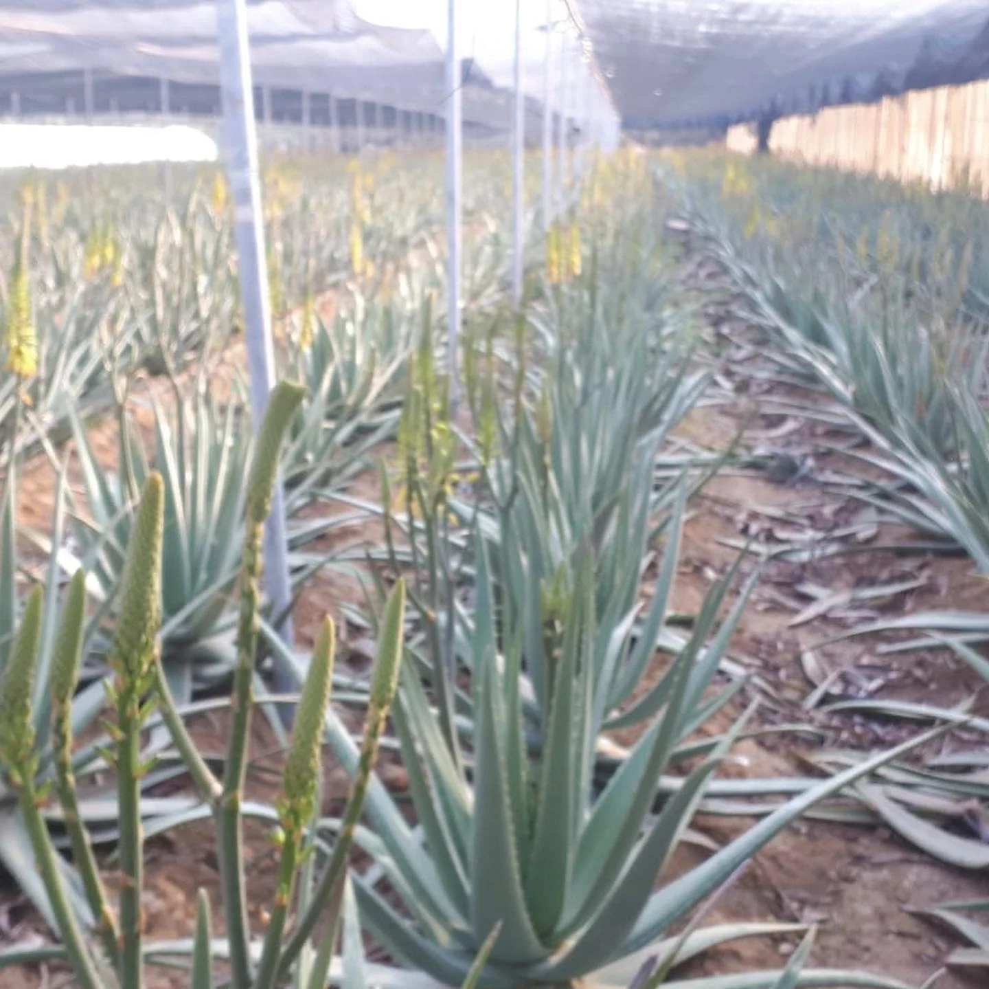 just aloe
