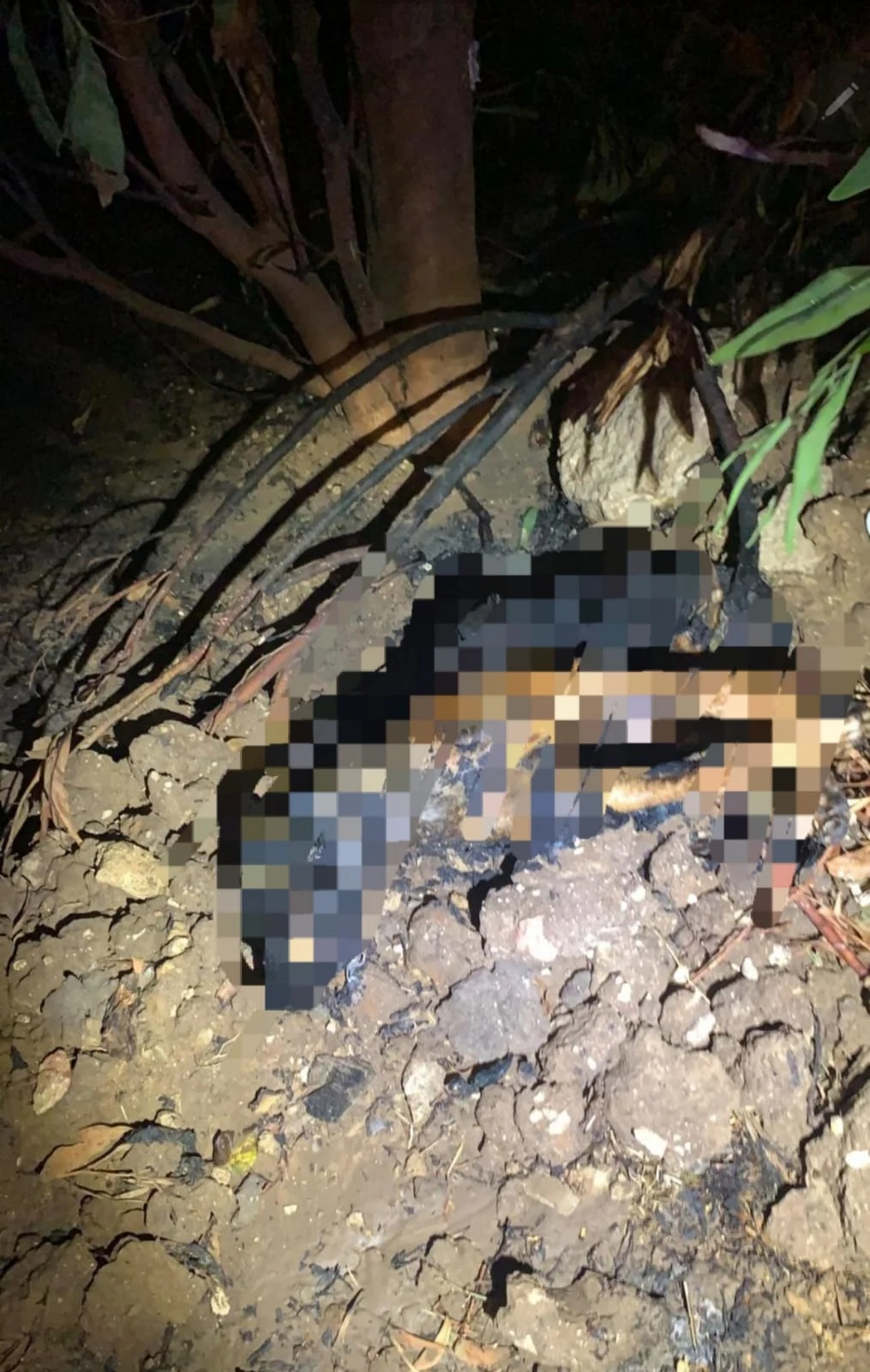 כלב התעללות בת ים