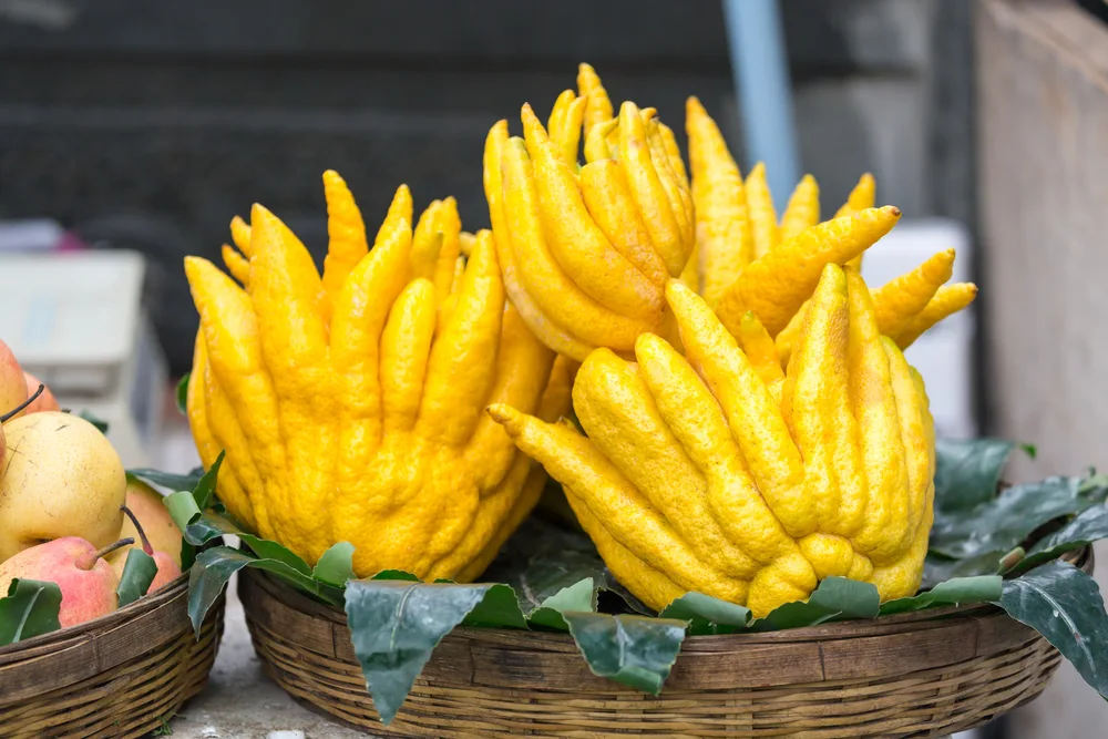 Buddha's,hand,fruit,,fingered,citron,fruit,,citrus,medica,in,street