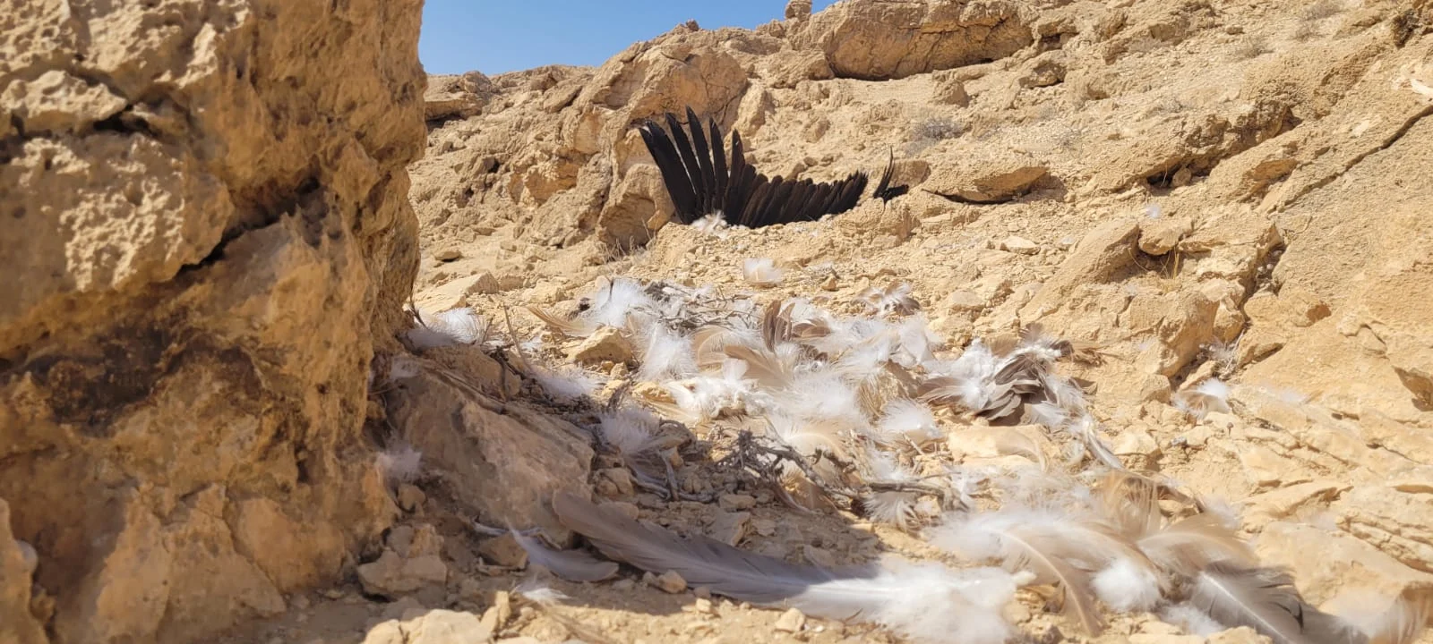 נשרים הורעלו בנחל קינה