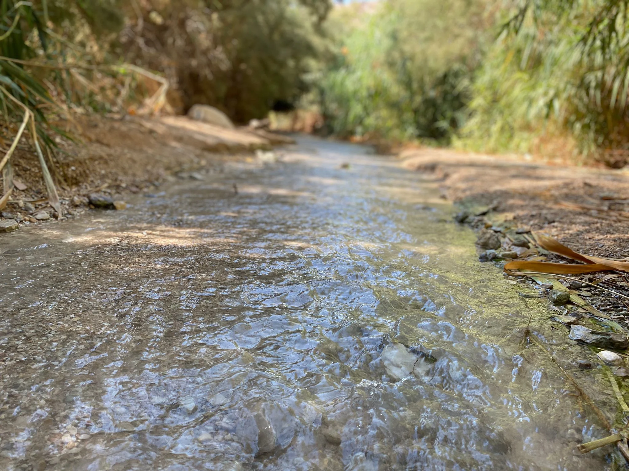 עין בוקק