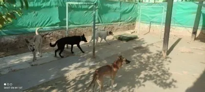 הפנסיון כלבים של דרור גב